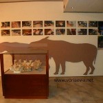 Μουσείο Παλαιοντολογικών Ευρημάτων Κερασιάς